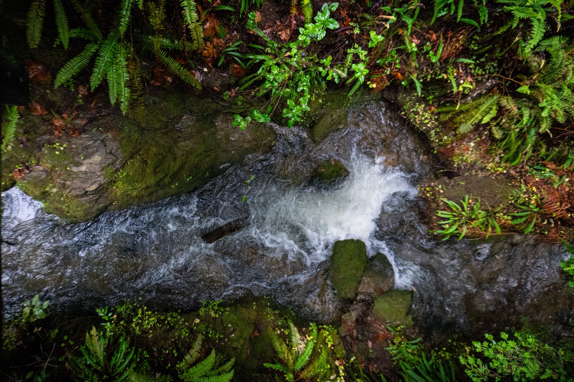 Postcard Series: Happy Holidays from the Lampmans